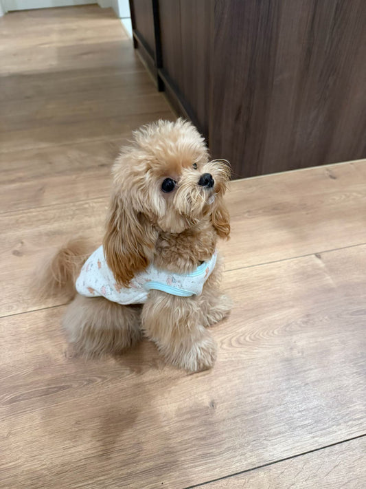 狗｜正規中古品